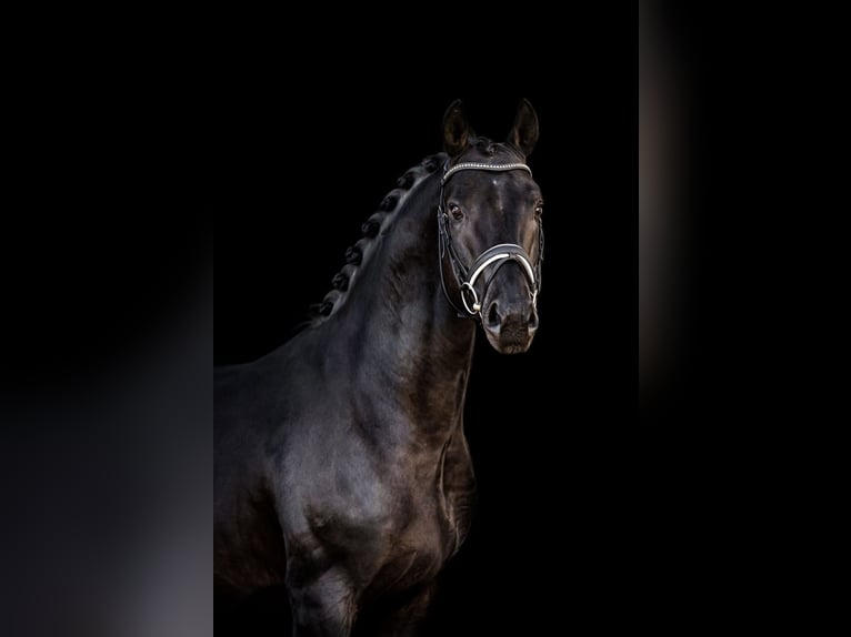 Caballo de deporte alemán Caballo castrado 8 años 172 cm Morcillo in Schönwalde