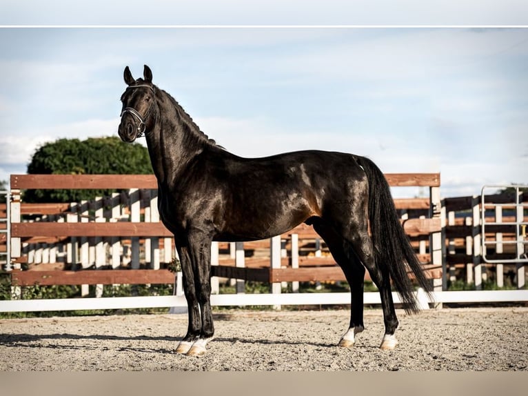 Caballo de deporte alemán Caballo castrado 8 años 172 cm Morcillo in Schönwalde