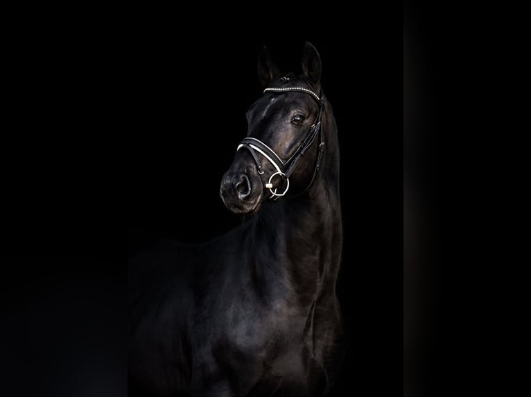 Caballo de deporte alemán Caballo castrado 8 años 172 cm Morcillo in Schönwalde