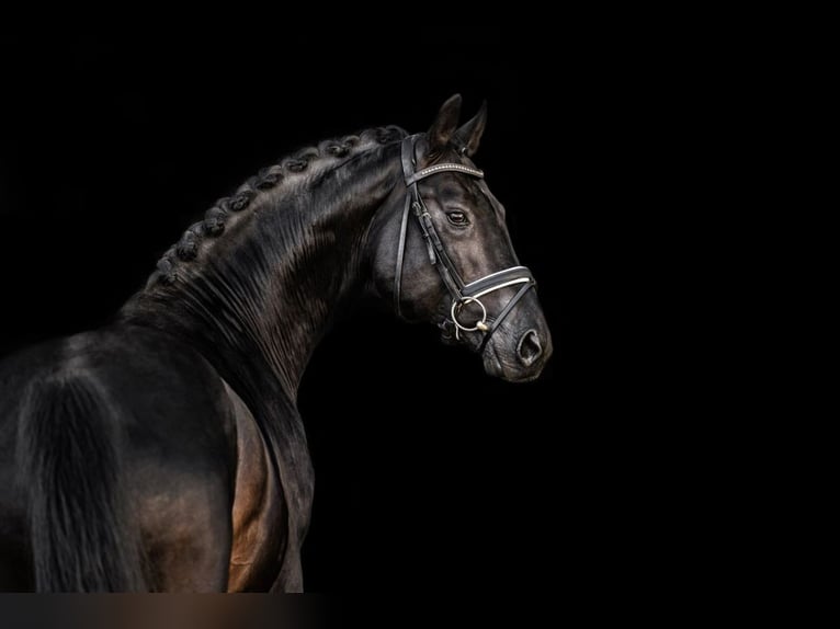 Caballo de deporte alemán Caballo castrado 8 años 172 cm Morcillo in Schönwalde