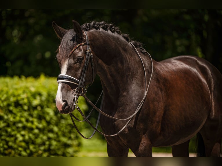 Caballo de deporte alemán Caballo castrado 8 años 172 cm Negro in Wehringen