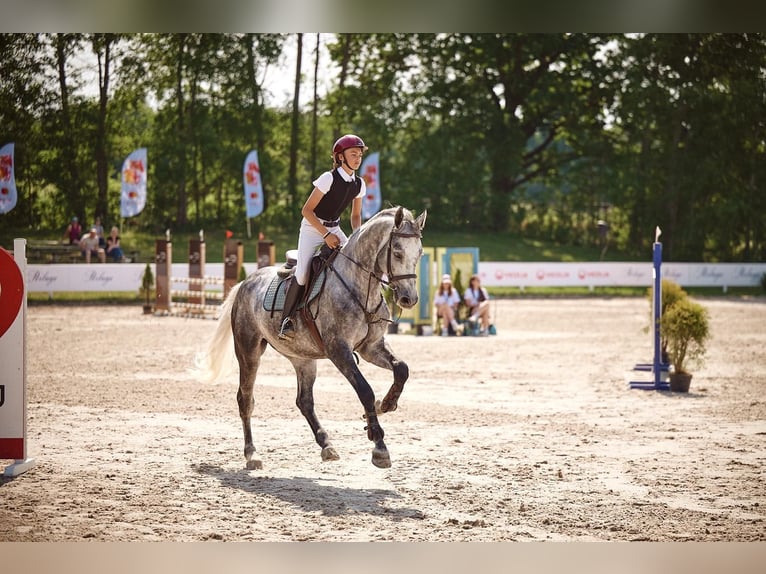 Caballo de deporte alemán Caballo castrado 8 años 172 cm Tordo in Robercin