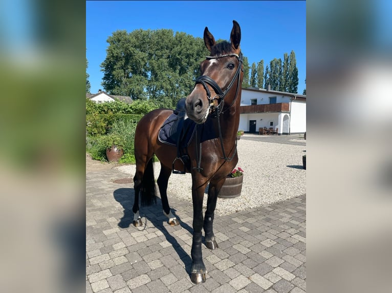 Caballo de deporte alemán Caballo castrado 8 años 173 cm Castaño in Duisburg