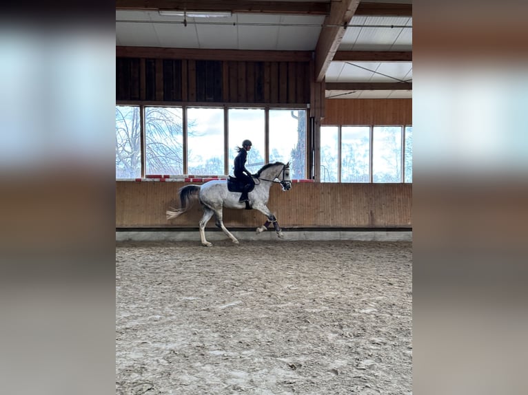 Caballo de deporte alemán Caballo castrado 8 años 173 cm Tordo rodado in G&#xF6;da