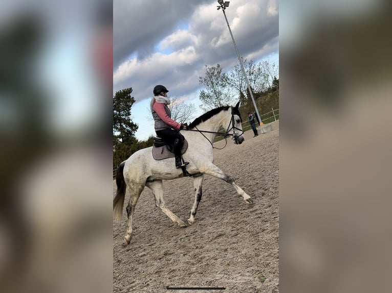 Caballo de deporte alemán Caballo castrado 8 años 173 cm Tordo rodado in G&#xF6;da