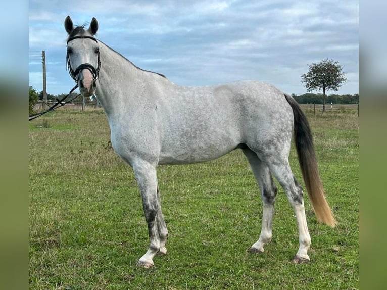 Caballo de deporte alemán Caballo castrado 8 años 173 cm Tordo rodado in Göda