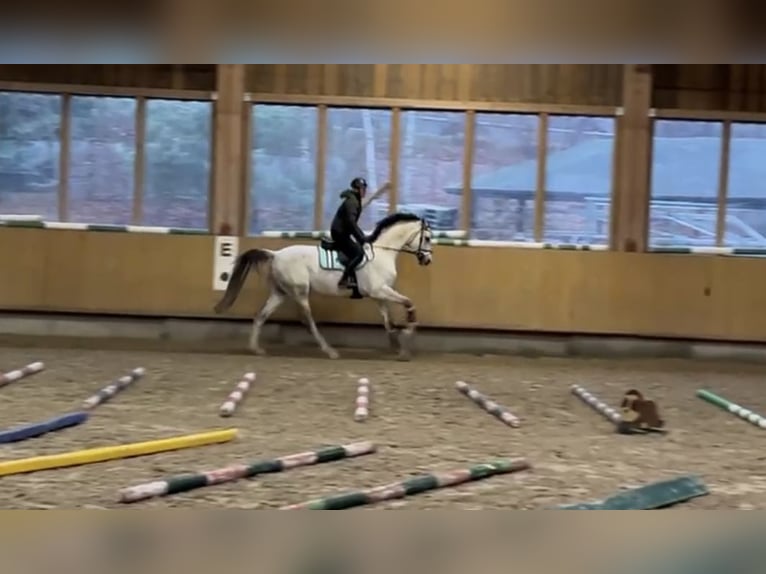 Caballo de deporte alemán Caballo castrado 8 años 173 cm Tordo rodado in Göda