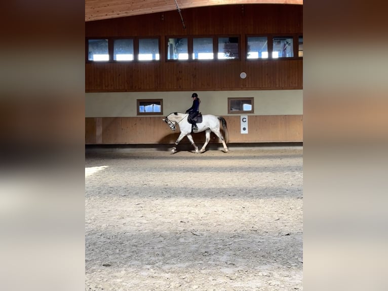 Caballo de deporte alemán Caballo castrado 8 años 173 cm Tordo rodado in Göda