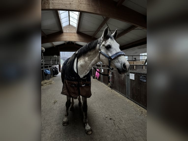 Caballo de deporte alemán Caballo castrado 8 años 173 cm Tordo rodado in Göda