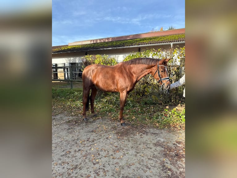 Caballo de deporte alemán Caballo castrado 8 años 174 cm Alazán-tostado in Rudelzhausen