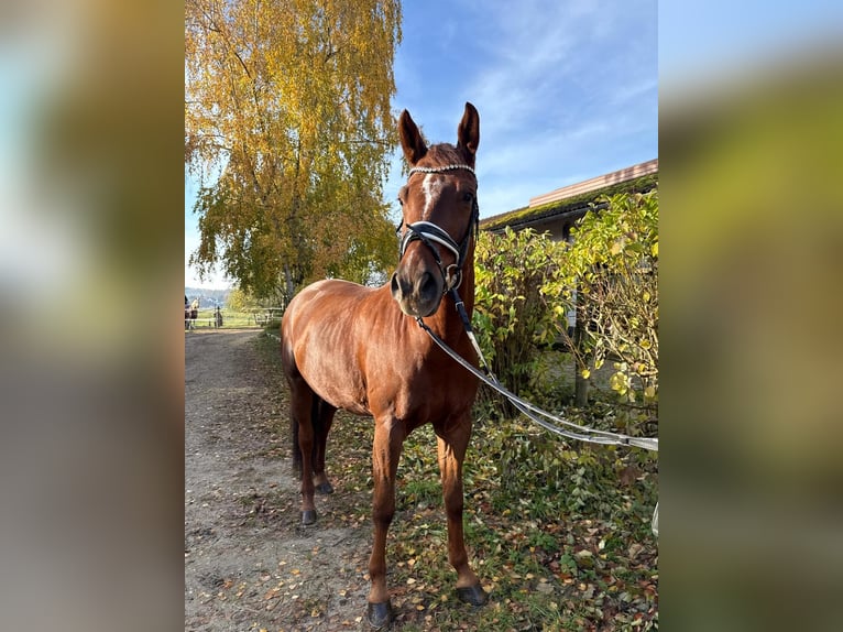 Caballo de deporte alemán Caballo castrado 8 años 174 cm Alazán-tostado in Rudelzhausen
