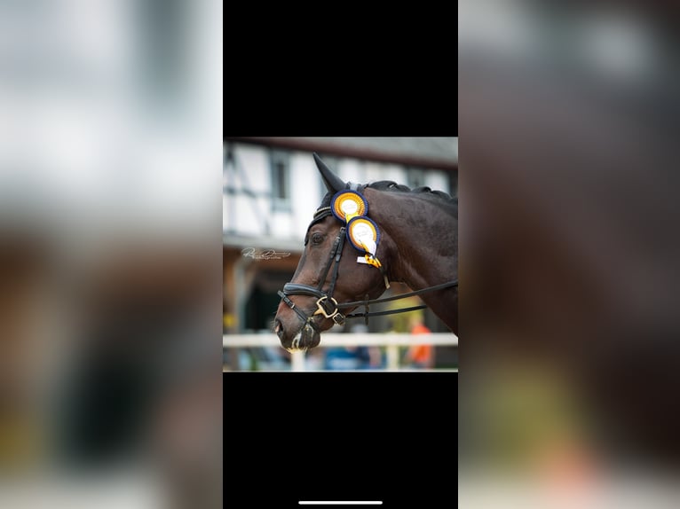 Caballo de deporte alemán Caballo castrado 8 años 174 cm Morcillo in Siegen