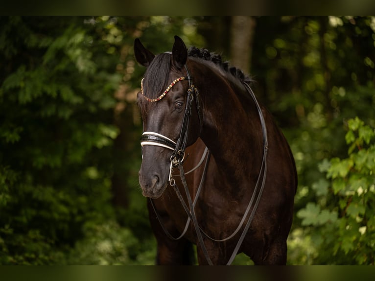 Caballo de deporte alemán Caballo castrado 8 años 174 cm Negro in Wehringen