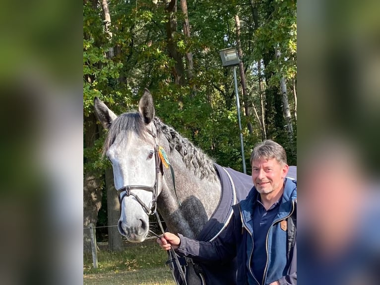 Caballo de deporte alemán Caballo castrado 8 años 174 cm Tordo in Perleberg