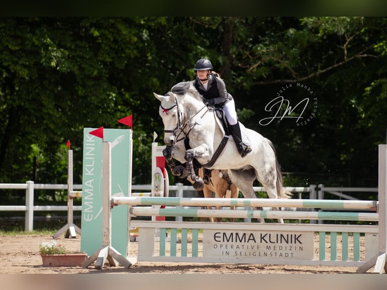 Caballo de deporte alemán Caballo castrado 8 años 174 cm Tordo rodado in Groß-Umstadt