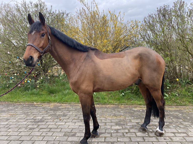 Caballo de deporte alemán Caballo castrado 8 años 175 cm  in Sonnefeld