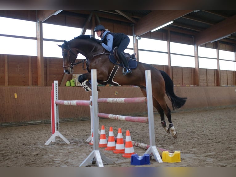 Caballo de deporte alemán Caballo castrado 8 años 175 cm Castaño in Braunschweig