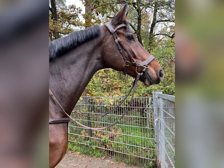 Caballo de deporte alemán Caballo castrado 8 años 175 cm Castaño in Braunschweig