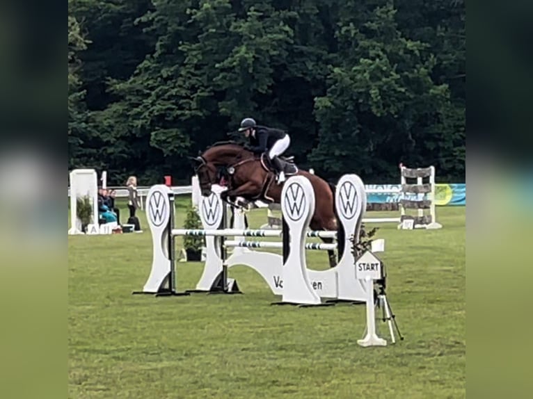 Caballo de deporte alemán Caballo castrado 8 años 175 cm Castaño in Braunschweig