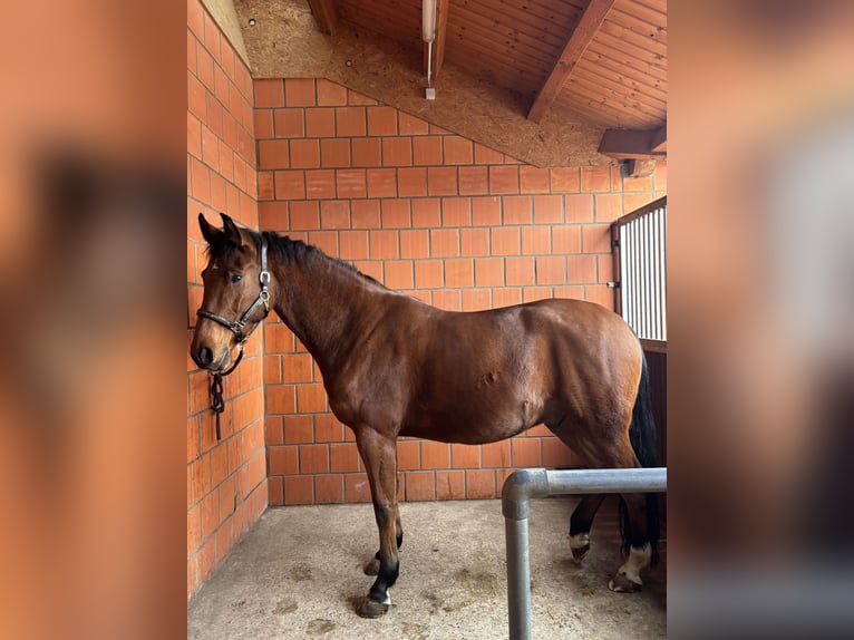 Caballo de deporte alemán Caballo castrado 8 años 175 cm Castaño in Hohnhorst Rehren A.R.