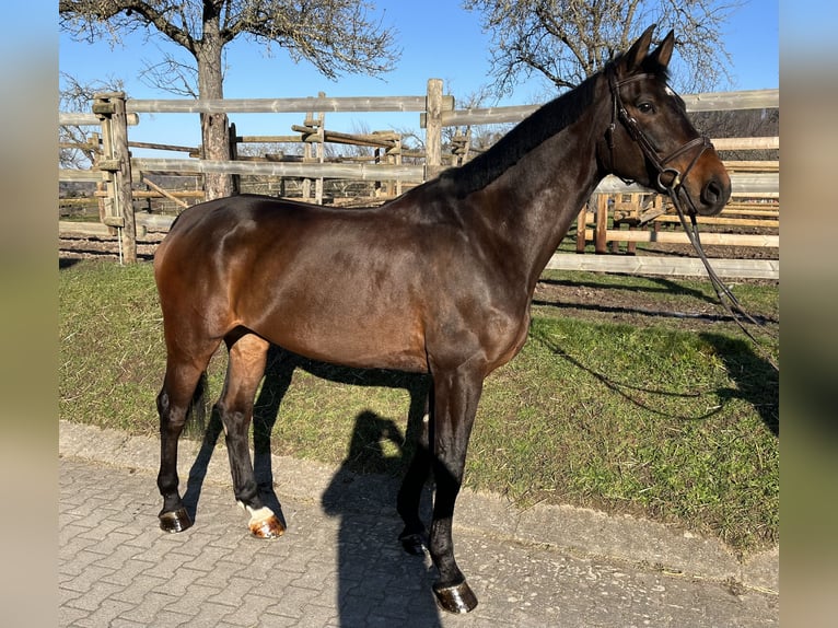 Caballo de deporte alemán Caballo castrado 8 años 175 cm Castaño in Winnenden