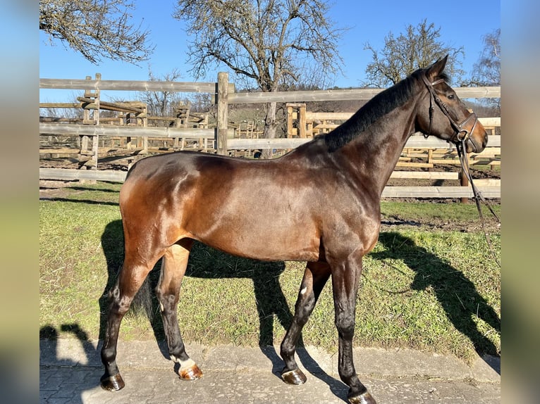 Caballo de deporte alemán Caballo castrado 8 años 175 cm Castaño in Winnenden