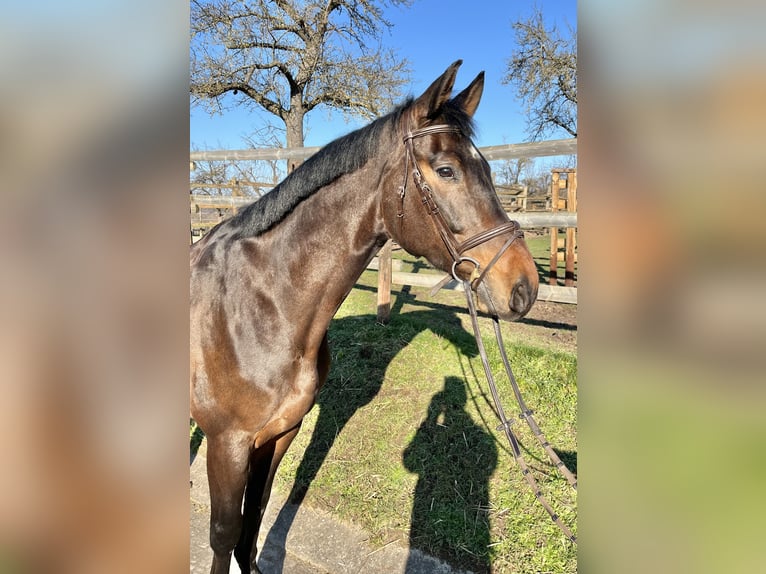 Caballo de deporte alemán Caballo castrado 8 años 175 cm Castaño in Winnenden