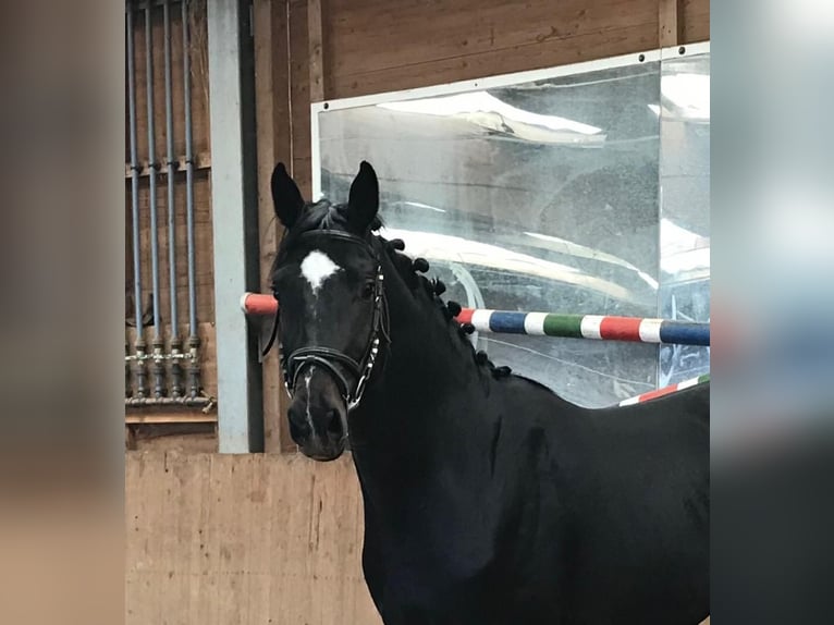 Caballo de deporte alemán Caballo castrado 8 años 175 cm Castaño oscuro in Kirchheimbolanden