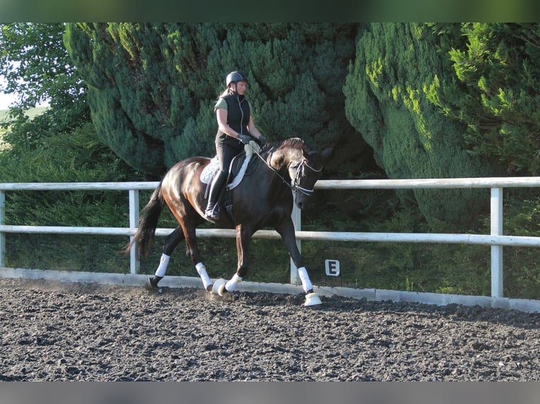 Caballo de deporte alemán Caballo castrado 8 años 175 cm Negro in Neckargemünd