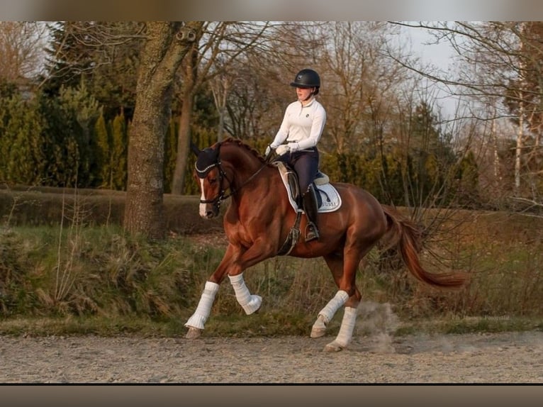 Caballo de deporte alemán Caballo castrado 8 años 176 cm Alazán in Hingstheide