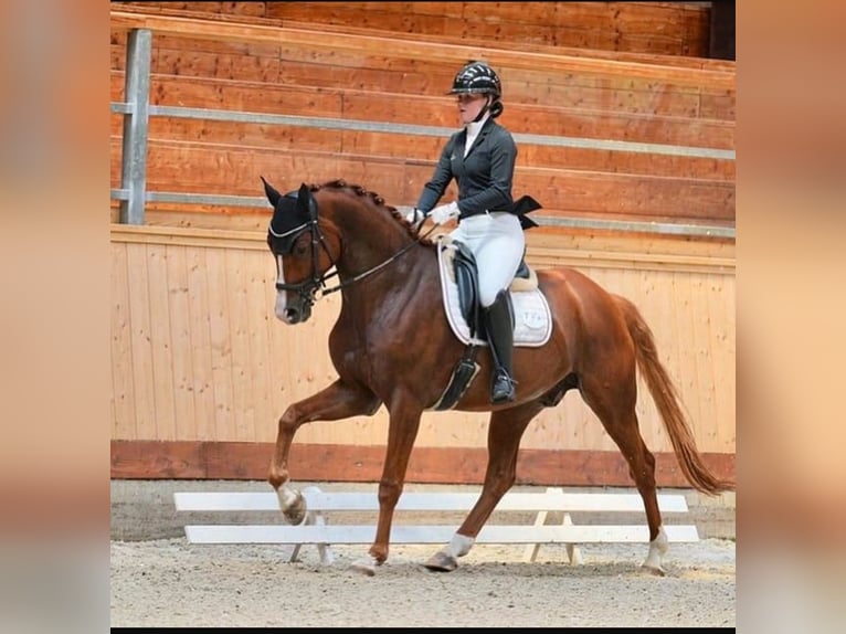 Caballo de deporte alemán Caballo castrado 8 años 176 cm Alazán in Hingstheide