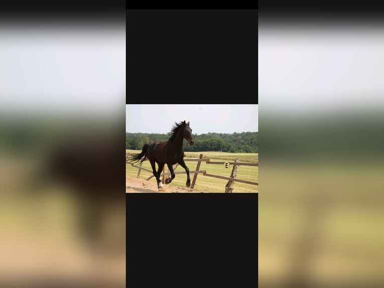 Caballo de deporte alemán Caballo castrado 8 años 176 cm Negro in Bad M&#xFC;nstereifel