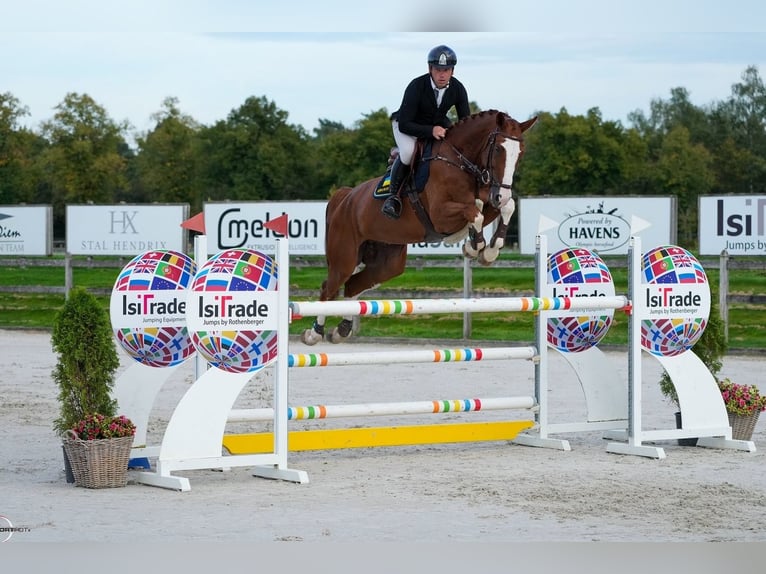 Caballo de deporte alemán Caballo castrado 8 años 177 cm Alazán-tostado in Ebreichsdorf Niederösterreich