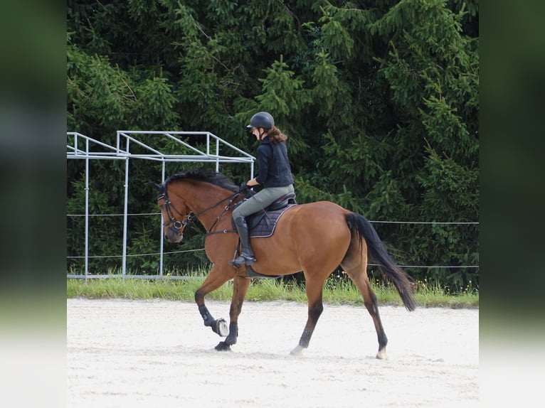 Caballo de deporte alemán Caballo castrado 8 años 177 cm Castaño in Burgst&#xE4;dt