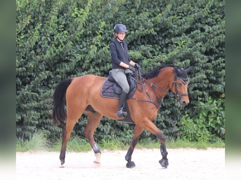 Caballo de deporte alemán Caballo castrado 8 años 177 cm Castaño in Burgst&#xE4;dt