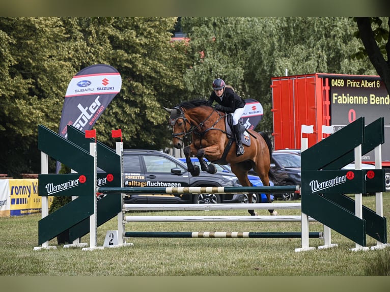 Caballo de deporte alemán Caballo castrado 8 años 177 cm Castaño in Burgst&#xE4;dt