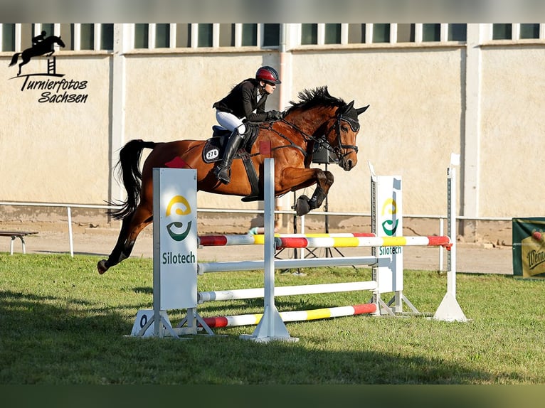 Caballo de deporte alemán Caballo castrado 8 años 177 cm Castaño in Burgst&#xE4;dt