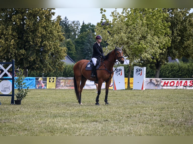 Caballo de deporte alemán Caballo castrado 8 años 177 cm Castaño in Burgst&#xE4;dt