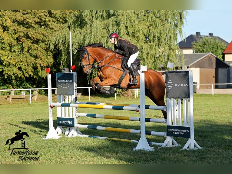 Caballo de deporte alemán Caballo castrado 8 años 177 cm Castaño in Burgst&#xE4;dt