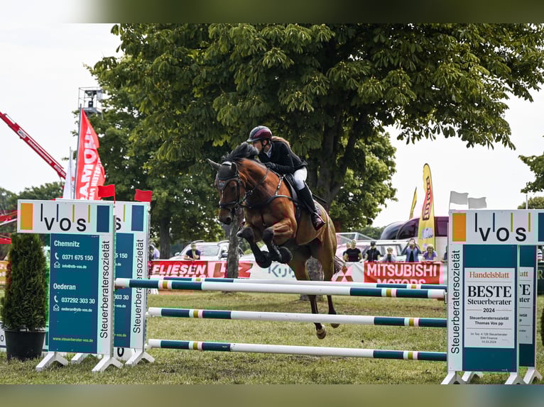 Caballo de deporte alemán Caballo castrado 8 años 177 cm Castaño in Burgst&#xE4;dt