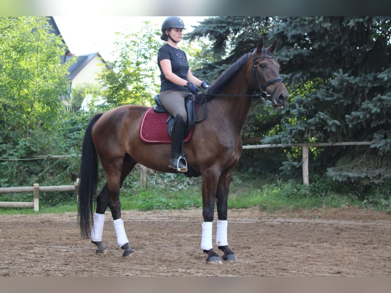 Caballo de deporte alemán Caballo castrado 8 años 178 cm Castaño in Hartenstein