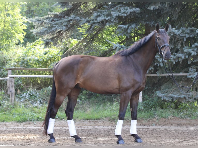 Caballo de deporte alemán Caballo castrado 8 años 178 cm Castaño in Hartenstein