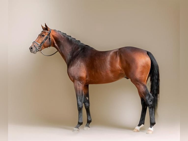 Caballo de deporte alemán Caballo castrado 8 años 178 cm Castaño oscuro in Langenenslingen
