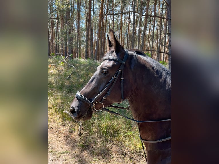 Caballo de deporte alemán Caballo castrado 8 años 178 cm Morcillo in Wulkow