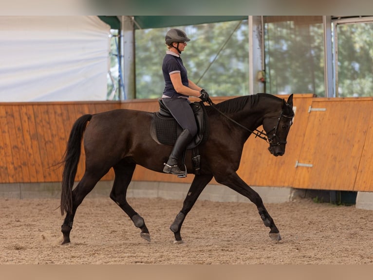 Caballo de deporte alemán Caballo castrado 8 años 178 cm Morcillo in Wulkow