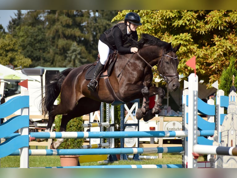 Caballo de deporte alemán Caballo castrado 8 años 178 cm Morcillo in Leipzig