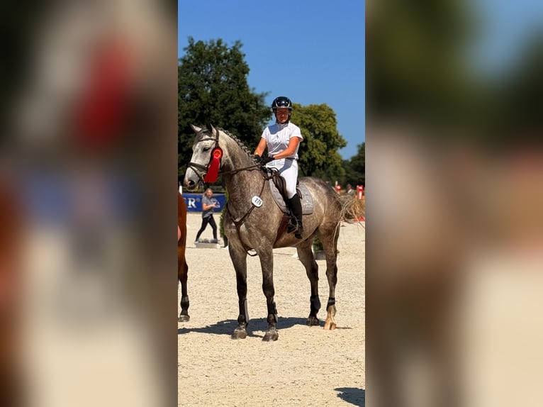 Caballo de deporte alemán Caballo castrado 8 años 178 cm Tordo in Schwarmstedt