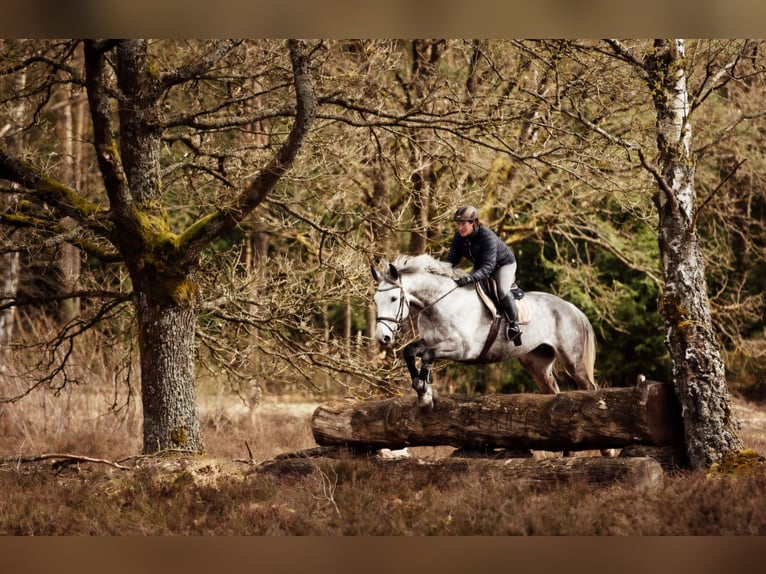 Caballo de deporte alemán Caballo castrado 8 años 178 cm Tordo in Schwarmstedt