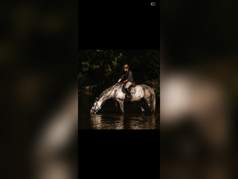Caballo de deporte alemán Caballo castrado 8 años 178 cm Tordo in Schwarmstedt
