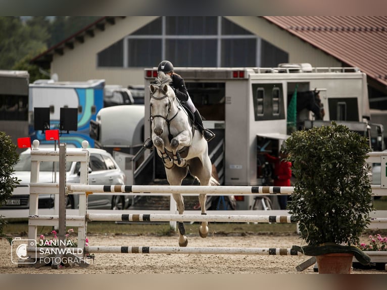 Caballo de deporte alemán Caballo castrado 8 años 178 cm Tordo in Wilhelmsdorf